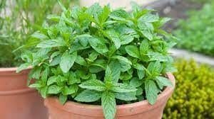 Mint - Botanical Gardens Medicinal Plant