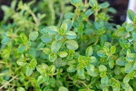 thyme