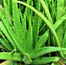 Aloe vera = Botanical Gardens medicinal plants