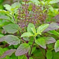 Basil - Botanical Gardens Medicinal Plant