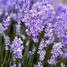 lavender - garden medicinal plant