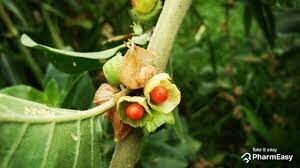 Ashwagandha / withania somnifera herb Uses and side effects