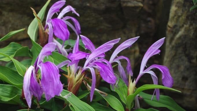 kakoli herb