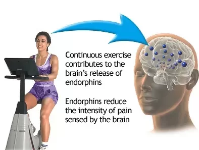 Endorphins released during exercise