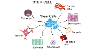 stemcells and the future of medicine