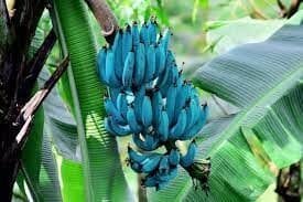 blue java banana