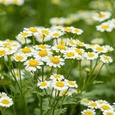 Chamomile - garden medicinal plant