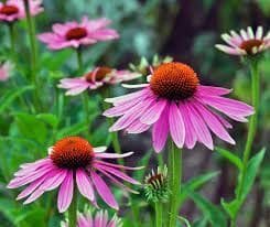 Echinacea Plant