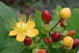 S. Johns Wort - Botanical gardens medicinal plants