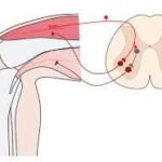 Understanding the Knee Jerk Reflex Anatomy