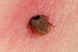 Decoding Lyme Disease: Causes, Symptoms and Treatments