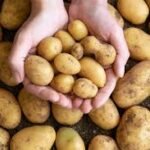 Potatoes: Nutrition Facts and Global Culinary Adventures