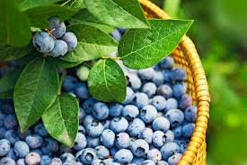 blueberries