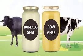 cow ghee and buffalo ghee