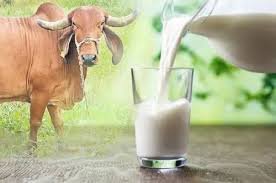 cow milk nutrition