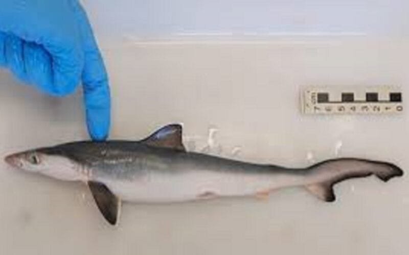 Brazilian sharpnose sharks.