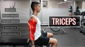 Triceps Brachii Muscle