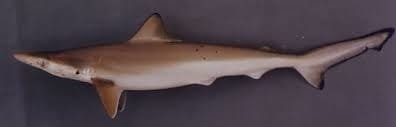 Brazilian sharpnose sharks.