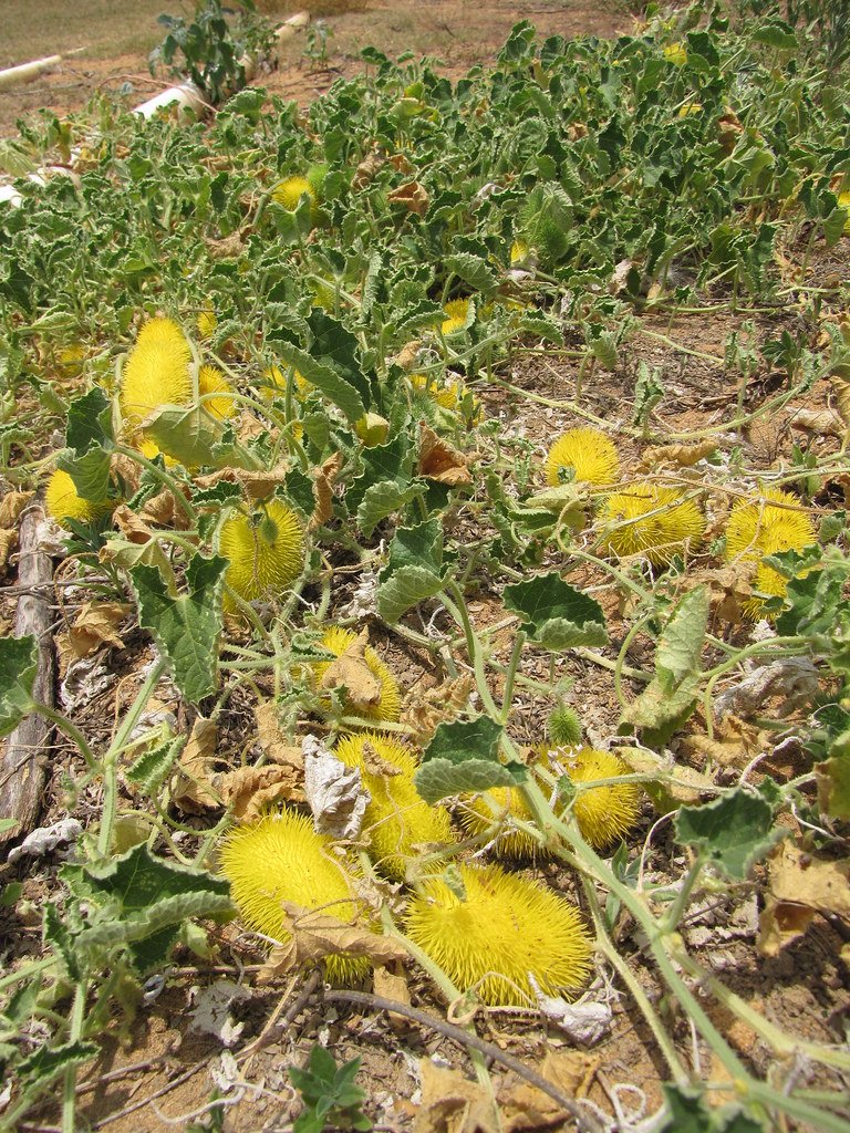 teasel gourd aka kantola aka spiny gourd