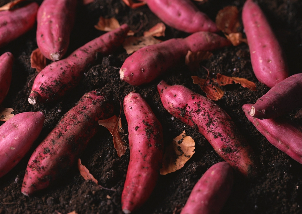 Free fresh organic sweet potatoes