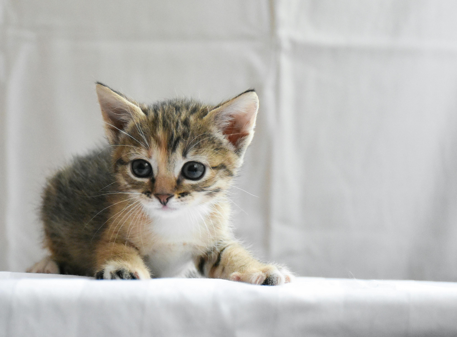 7 Most Common Indoor Allergy Triggers and How to Beat Them