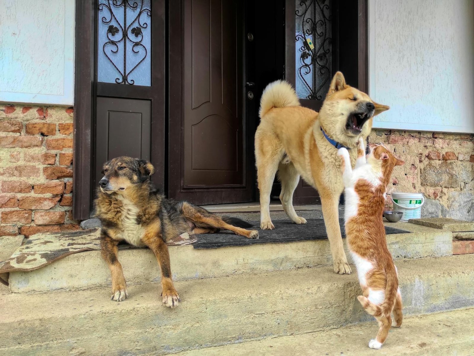 a dog and cat fighting near the wooden door Dangerous Household Items for Pets