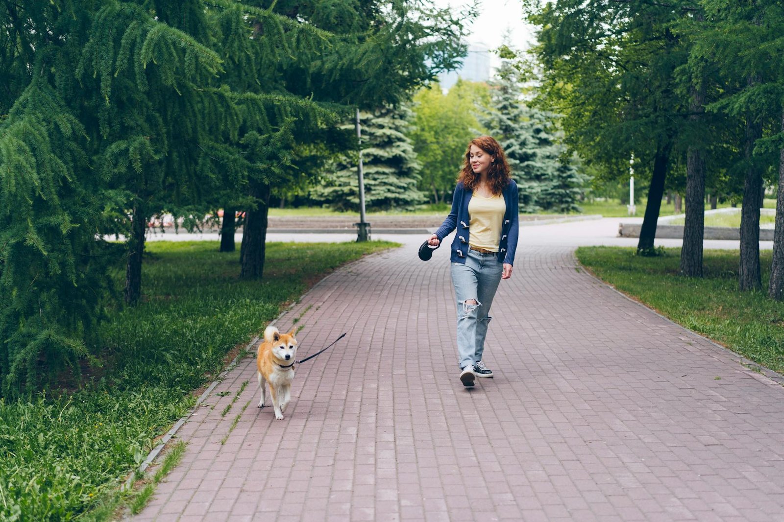 woman walking shiba inu dog at park