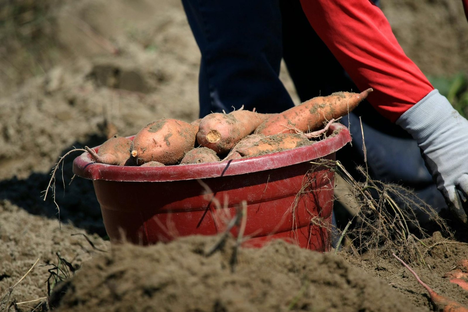 close up photo of sweet potatoes in a red bucket