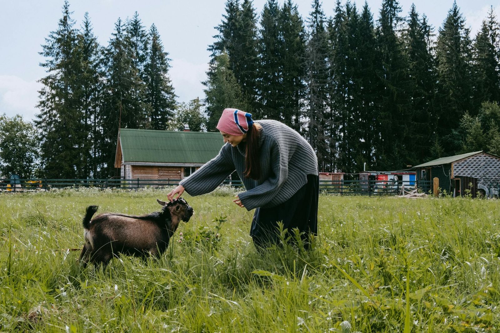 a woman in gray sweater petting a goat on green grass field
