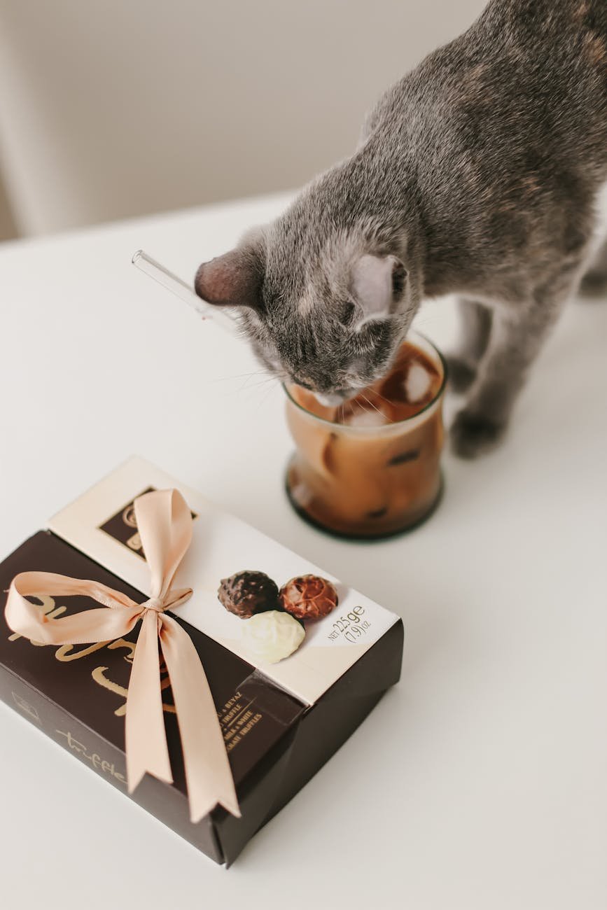 pralines and cat drinking ice coffee
