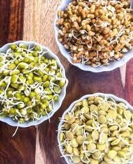 Sprouted Grains and Beans