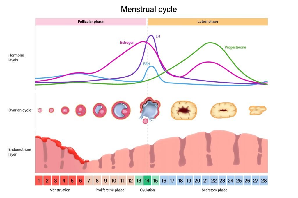 Predicting Energy Levels Through Hormonal Cycle Tracking for Health-Optimization