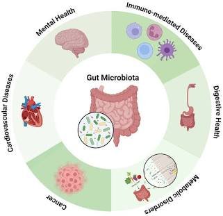 How Your Gut Microbiome Affects Your Entire Body. Source: MDPI